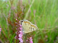 Lycaena tityrus 14, Bruine vuurvlinder, male, Vlinderstichting-Henk Bosma