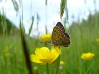 Lycaena tityrus 16, Bruine vuurvlinder, male, Vlinderstichting-Henk Bosma