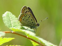 Lycaena tityrus 18, Bruine vuurvlinder, male, Vlinderstichting-Henk Bosma