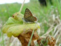 Lycaena tityrus 19, Bruine vuurvlinder, male, Vlinderstichting-Henk Bosma