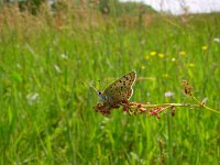 Lycaena tityrus 20, Bruine vuurvlinder, male, Vlinderstichting-Henk Bosma