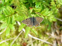 Lycaena tityrus 23, Bruine vuurvlinder, male, Vlinderstichting-Henk Bosma