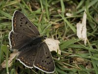 Lycaena tityrus 24, Bruine vuurvlinder, male, Vlinderstichting-Kars Veling