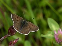 Lycaena tityrus 26, Bruine vuurvlinder, male, Vlinderstichting-Kars Veling