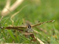 Lycaena tityrus 3, Bruine vuurvlinder, Vlinderstichting-Kars Veling