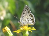 Lycaena tityrus 31, Bruine vuurvlinder, Saxifraga-Mark Zekhuis