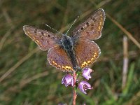 Lycaena tityrus 32, Bruine vuurvlinder, Saxifraga-Hans Dekker