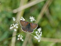 Lycaena tityrus 33, Bruine vuurvlinder, male, Saxifraga-Arthur van Dijk