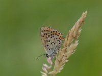 Lycaena tityrus 35, Bruine vuurvlinder, female, Saxifraga-Arthur van Dijk