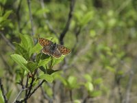 Lycaena tityrus 36, Bruine vuurvlinder, Saxifraga-Rob Felix : Animalia, Arthropoda, Insecta, Lepidoptera, Project Natuurbalans, animal, arthropod, butterfly, dier, dieren, geleedpotige, geleedpotigen, insect, insecten, vlinder, vlinders