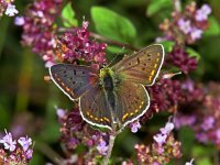 182_06, Bruine vuurvlinder : Bruine vuurvlinder, Lycaena tityrus, Sooty Copper, male