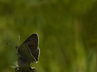 Lycaena tityrus 42, Bruine vuurvlinder, male, Saxifraga-Jan van der Straaten