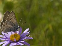 Lycaena tityrus 44, Bruine vuurvlinder, male, Saxifraga-Jan van der Straaten