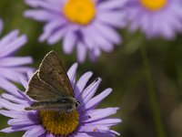 Lycaena tityrus 45, Bruine vuurvlinder, male, Saxifraga-Jan van der Straaten