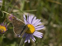 Lycaena tityrus 46, Bruine vuurvlinder, male, Saxifraga-Jan van der Straaten