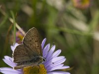 Lycaena tityrus 47, Bruine vuurvlinder, male, Saxifraga-Jan van der Straaten