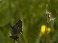 Lycaena tityrus 48, Bruine vuurvlinder, male, Saxifraga-Jan van der Straaten