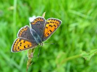 Lycaena tityrus 5, Bruine vuurvlinder, female, Vlinderstichting-Henk Bosma