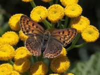 Lycaena tityrus 52, Bruine vuurvlinder, Saxifraga-Peter Meininger