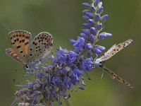 Lycaena tityrus 55, Bruine vuurlvinder, Saxifraga-Mark Zekhuis