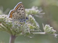 Lycaena tityrus 58, Bruine vuurlvinder, Saxifraga-Mark Zekhuis