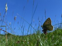 Lycaena tityrus 59, Bruine vuurlvinder, Saxifraga-Mark Zekhuis