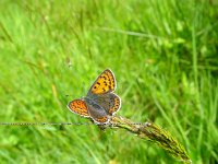 Lycaena tityrus 6, Bruine vuurvlinder, female, Vlinderstichting-Henk Bosma