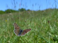 Lycaena tityrus 60, Bruine vuurlvinder, Saxifraga-Mark Zekhuis