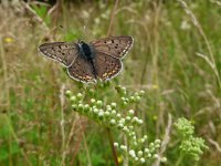 Lycaena tityrus 61, Bruine vuurlvinder, Saxifraga-Mark Zekhuis