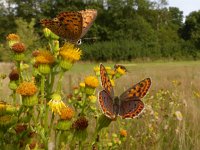 Lycaena tityrus 62, Bruine vuurlvinder, Saxifraga-Mark Zekhuis