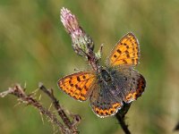 Lycaena tityrus 63, Bruine vuurvlinder, Saxifraga-Hans Dekker