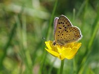 Lycaena tityrus 65, Bruine vuurvlinder, Saxifraga-Hans Dekker