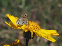 Lycaena tityrus 66, Bruine vuurvlinder, Saxifraga-Hans Dekker