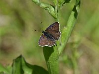 Lycaena tityrus 68, Bruine vuurvlinder, Saxifraga-Luuk Vermeer