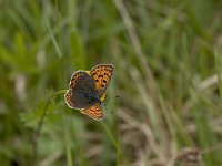 Lycaena tityrus 7, Bruine vuurvlinder, female, Vlinderstichting-Kars Veling