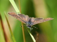 Lycaena tityrus 71, Bruine vuurvlinder, Saxifraga-Hans Dekker