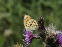 Lycaena tityrus 72, Bruine vuurvlinder, Saxifraga-Luuk Vermeer