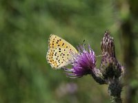 Lycaena tityrus 73, Bruine vuurvlinder, Saxifraga-Luuk Vermeer