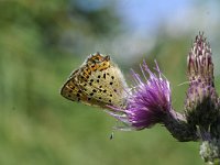 Lycaena tityrus 75, Bruine vuurvlinder, Saxifraga-Luuk Vermeer