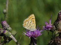 Lycaena tityrus 76, Bruine vuurvlinder, Saxifraga-Luuk Vermeer