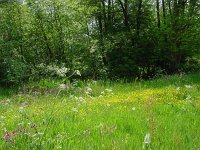 Lycaena tityrus 8, Bruine vuurvlinder, habitat, Vlinderstichting-Henk Bosma