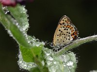 Lycaena tityrus 81, Bruine vuurvlinder, Saxifraga-Luuk Vermeer