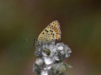 Lycaena tityrus 83, Bruine vuurvlinder, Saxifraga-Luuk Vermeer