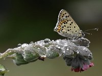 Lycaena tityrus 84, Bruine vuurvlinder, Saxifraga-Luuk Vermeer