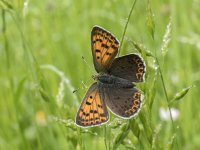 Lycaena tityrus 92, Bruine vuurvlinder, Saxifraga-Willem van Kruijsbergen