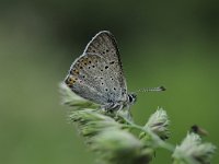 Lycaena tityrus ssp subalpinus 89, Bruine vuurvlinder, Saxifraga-Luuk Vermeer