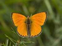 Lycaena virgaureae 100, Morgenrood, Saxifraga-Willem van Kruijsbergen