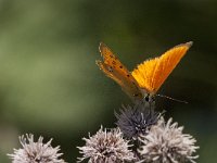 Lycaena virgaureae 103, male, Morgenrood, Saxifraga-Marijke Verhagen