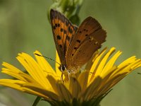 Lycaena virgaureae 105, female, Morgenrood, Saxifraga-Marijke Verhagen