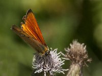 Lycaena virgaureae 106, male, Morgenrood, Saxifraga-Marijke Verhagen